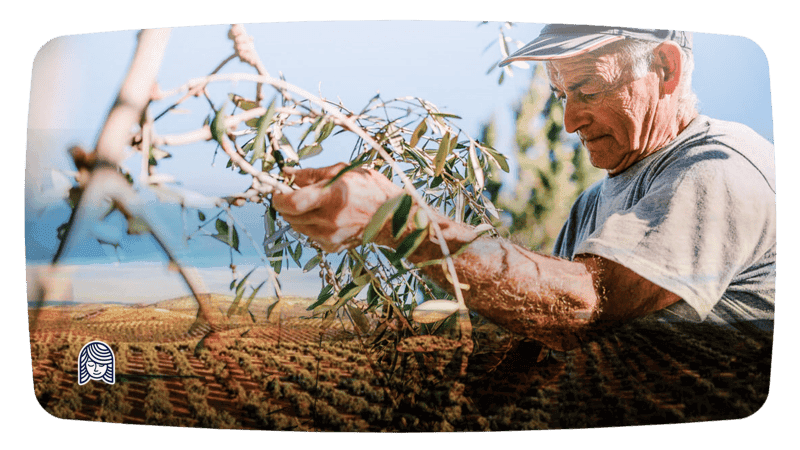 zeytin-video-frame-mutluannecom-800